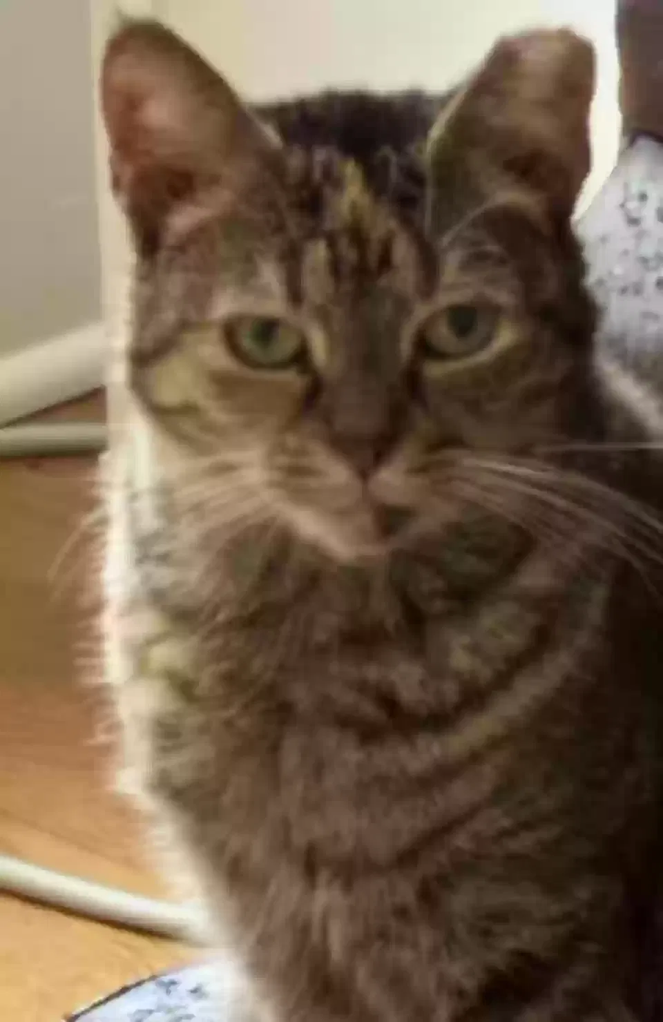 Susu, Tabby Cat for adoption in Suwanee, GA, 30024