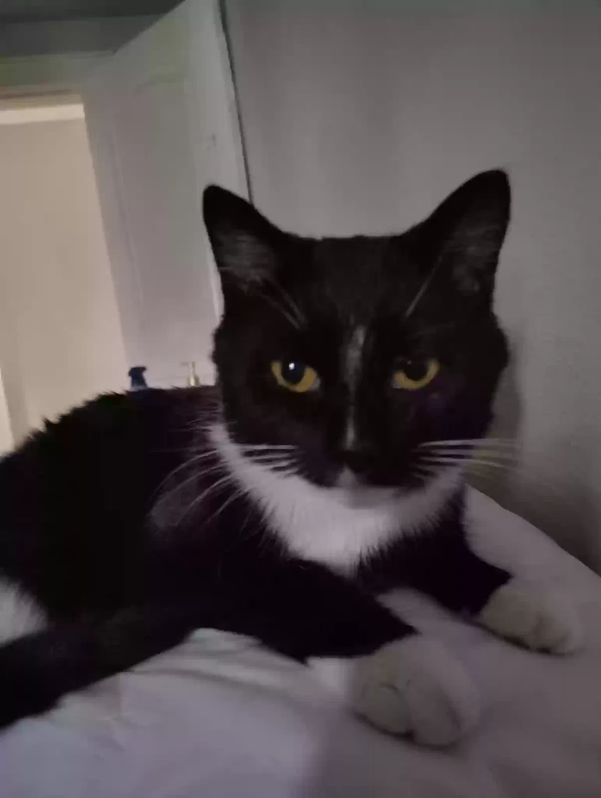 Cat, Unknown Cat for adoption in Columbus, OH, 43204