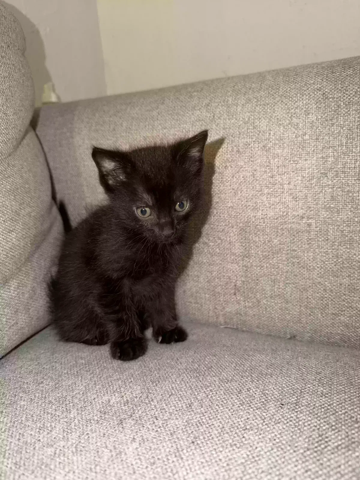Spider, Unknown Cat for adoption in Riverside, IL, 60546