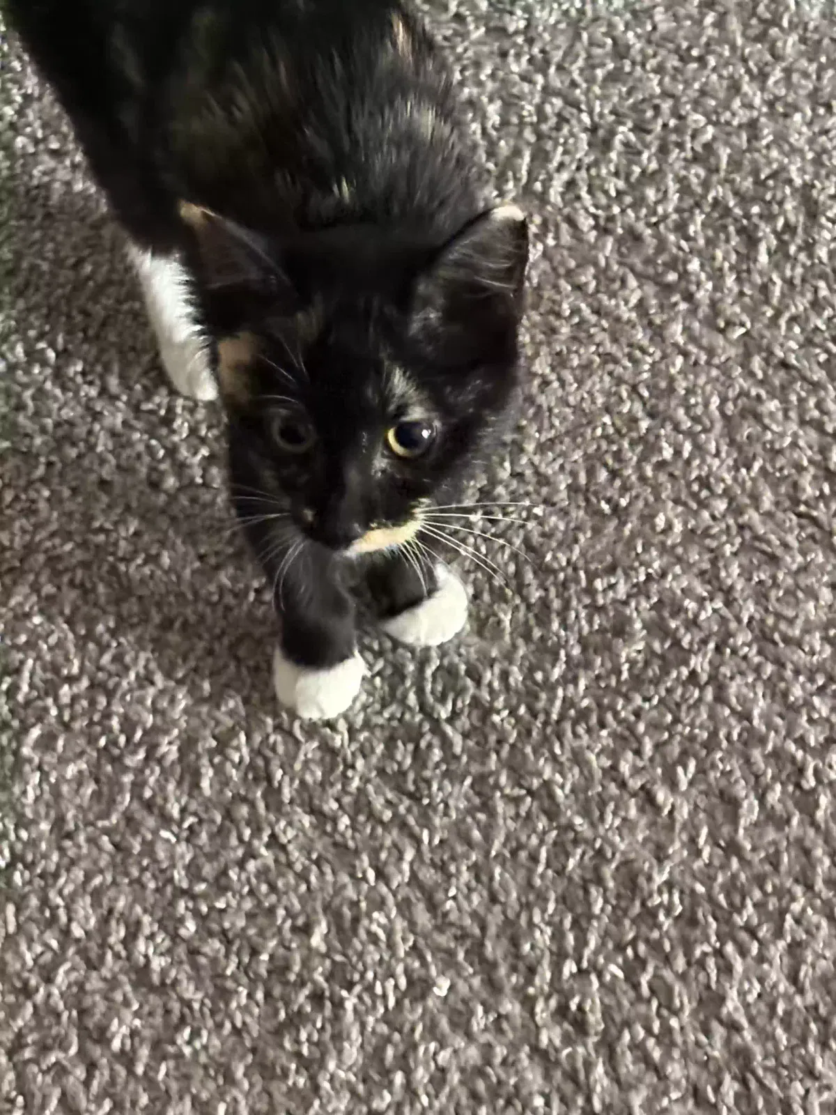 Shadow, Calico Cat for adoption in Kennesaw, GA, 30144