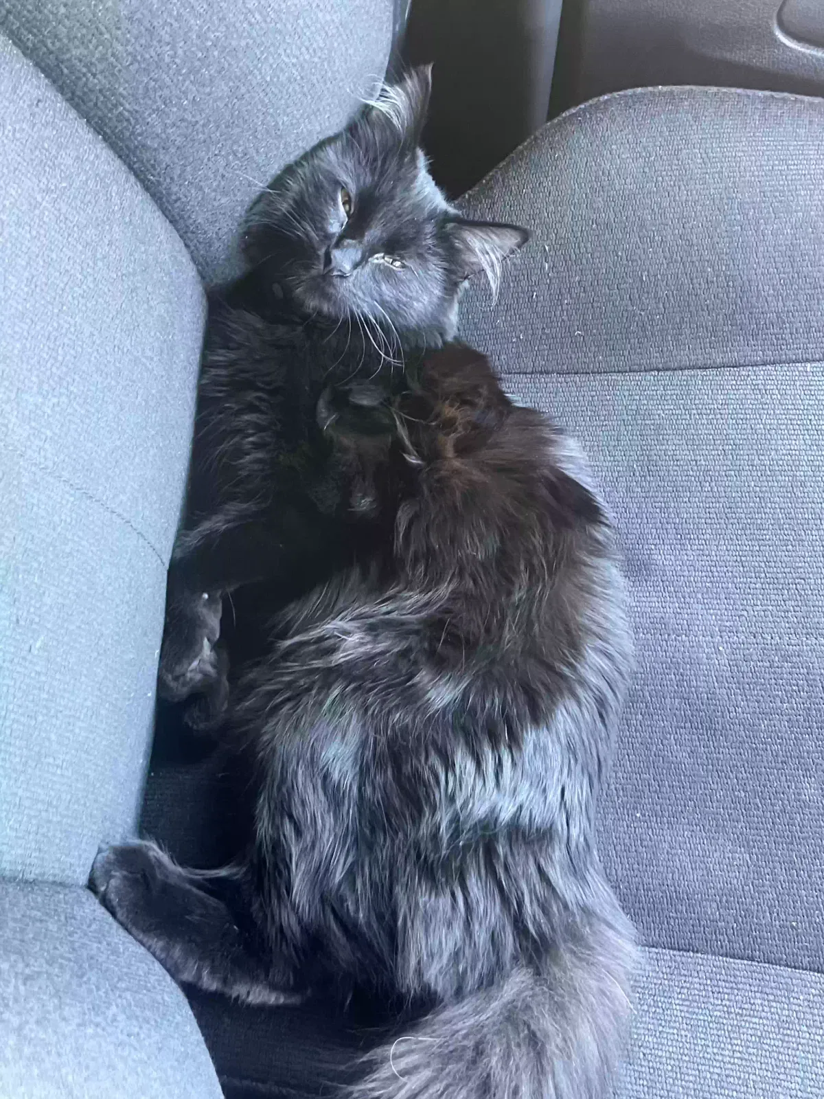Nyla, Black short hair domestic Cat for adoption in Tucker, GA, 30084
