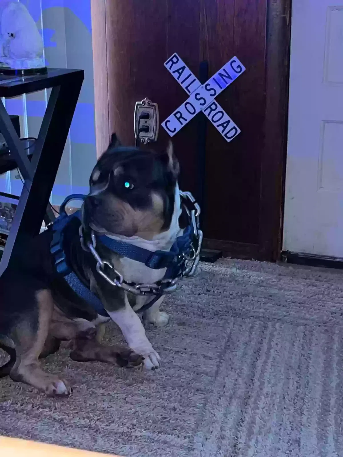 Dog, Trindle Pocket American Bully Dog for adoption in Battle Creek, MI, 49037
