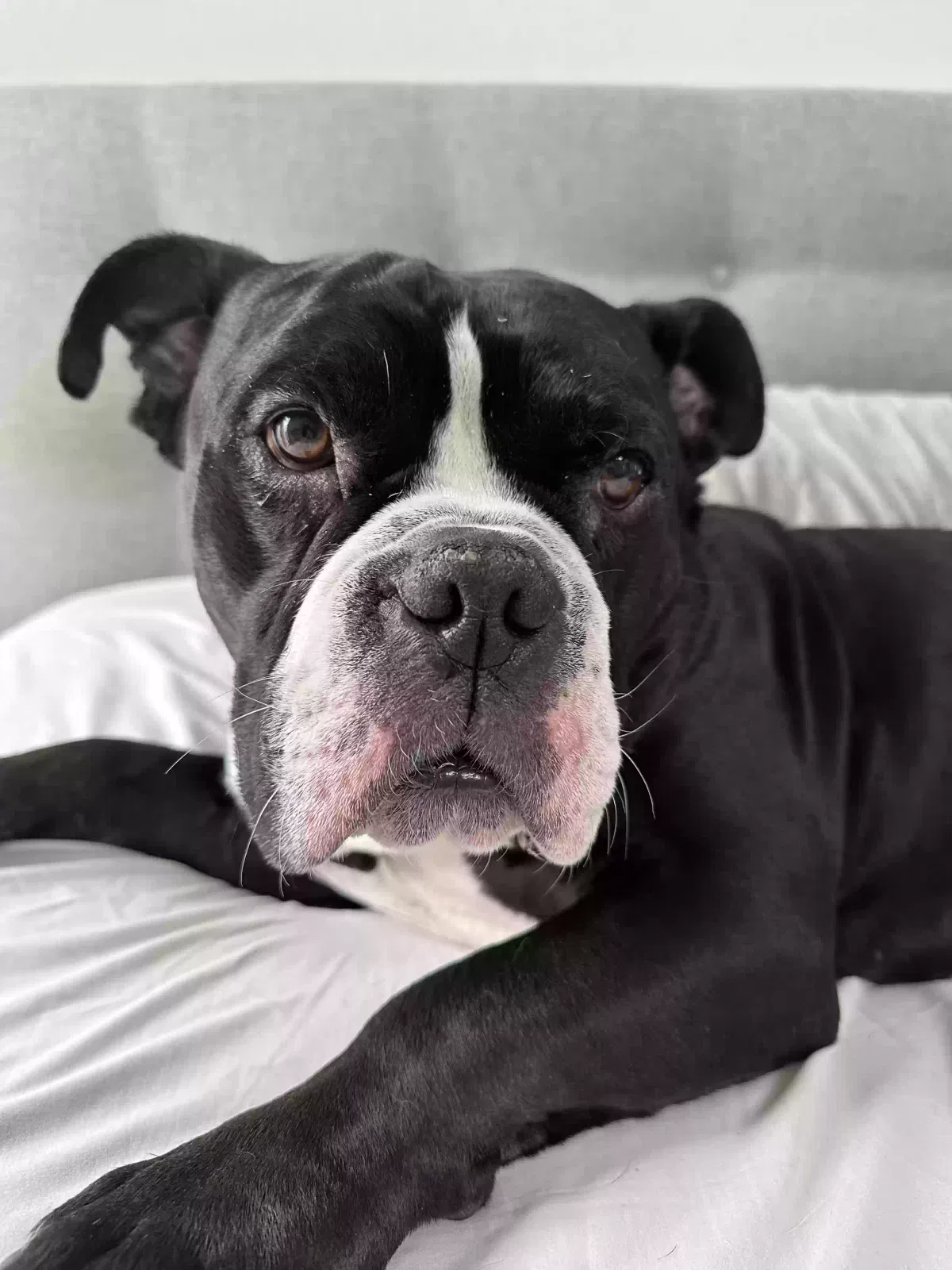 Arthur, Unknown Dog for adoption in Brea, CA, 92821