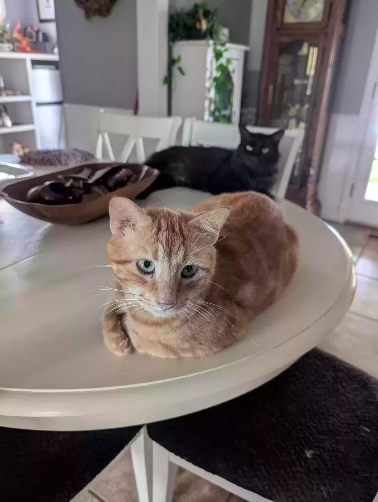 Bobo, Yellow Tabby Cat for adoption in Manchester, TN, 37355