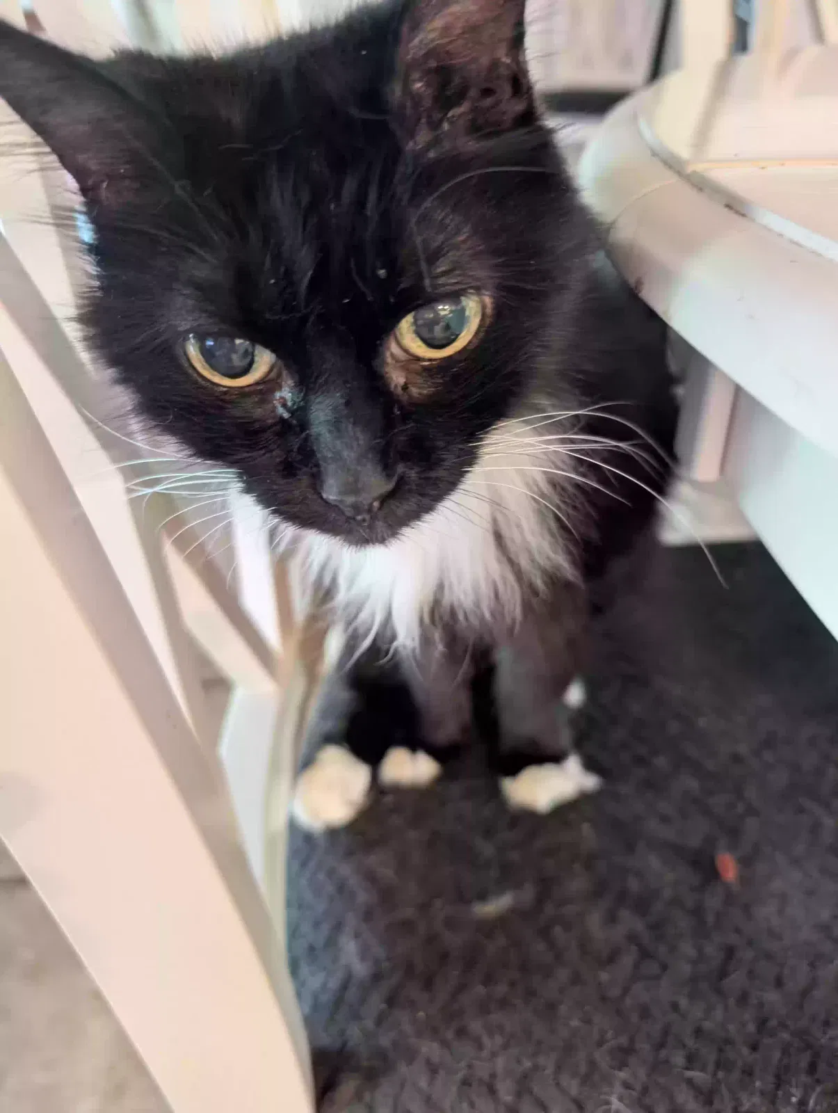 Bella, Tuxedo Cat for adoption in Manchester, TN, 37355
