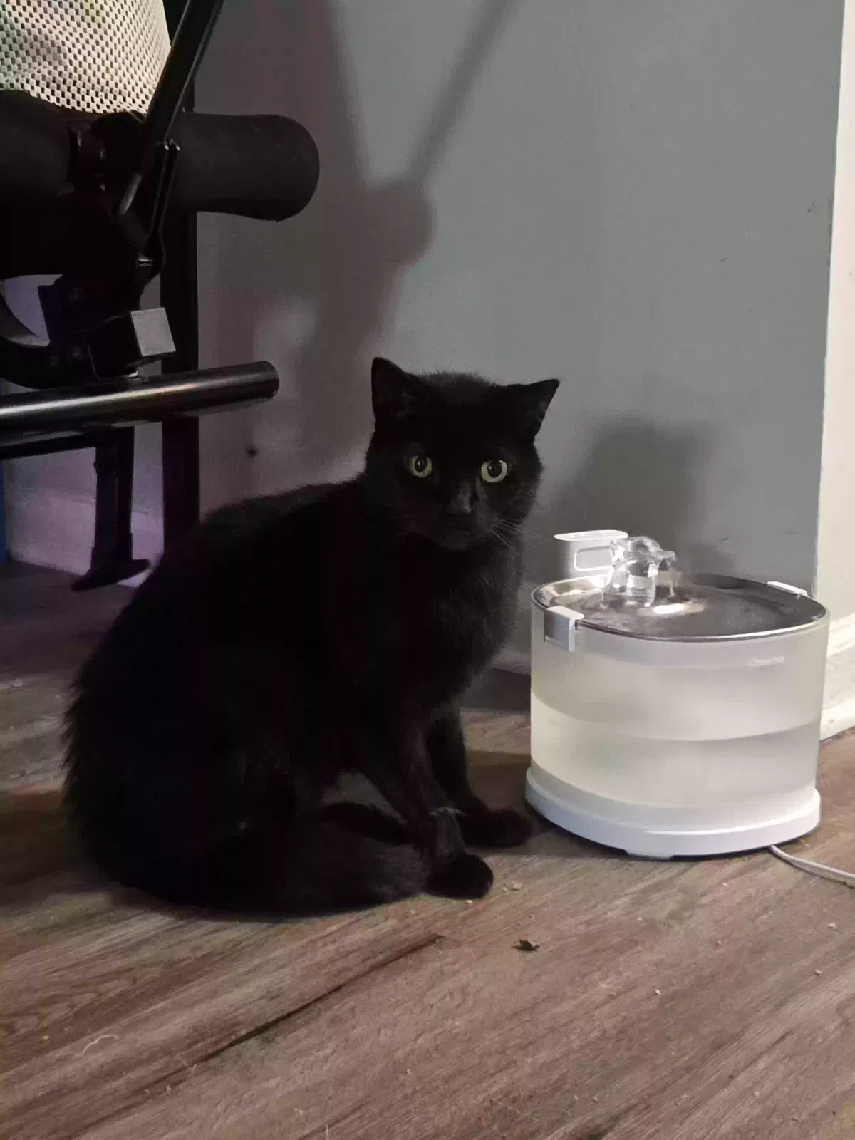 Cat, Black cat Cat for adoption in Durham, NC, 27707