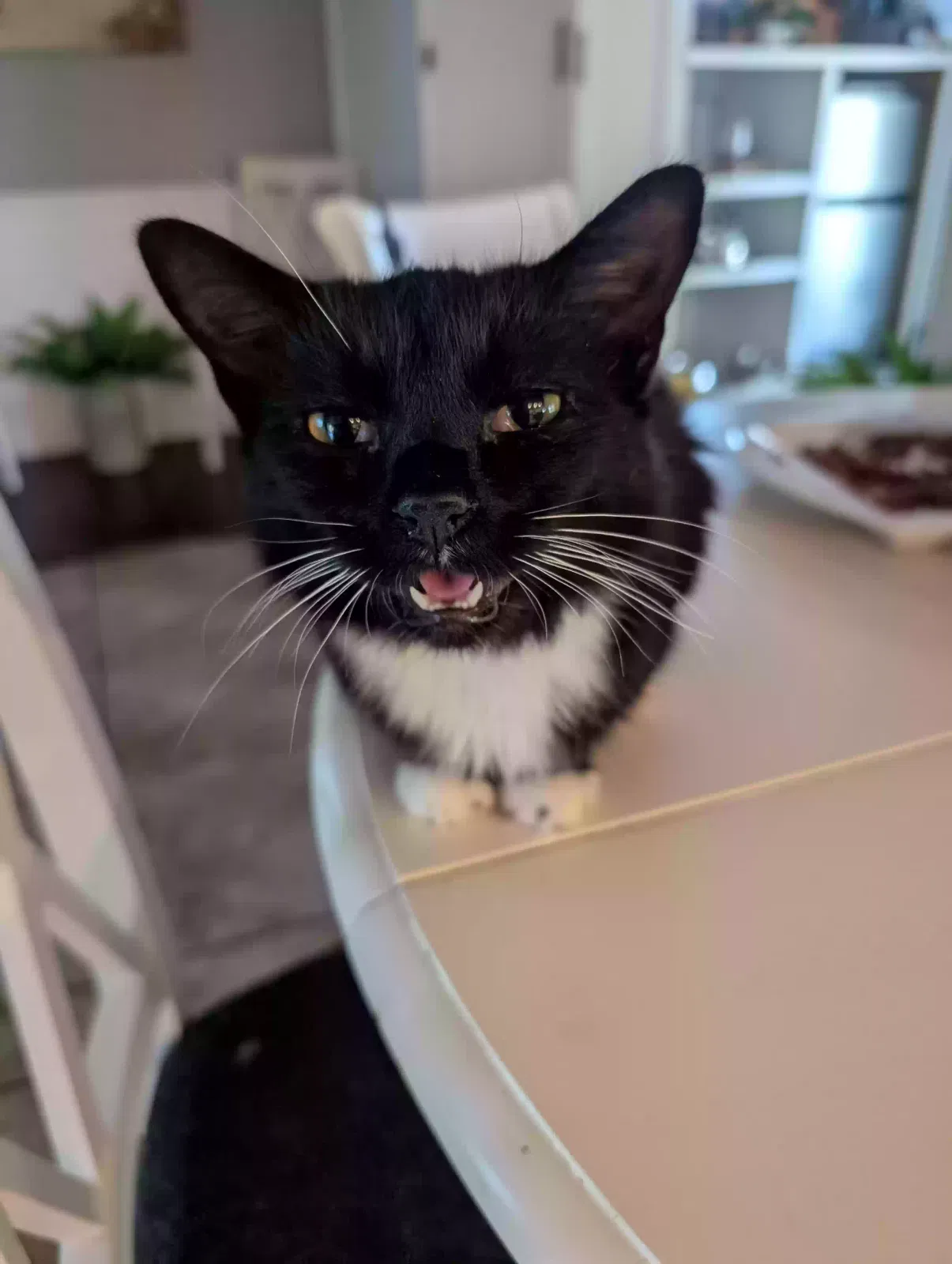 Jessee, Tuxedo Cat for adoption in Manchester, TN, 37355