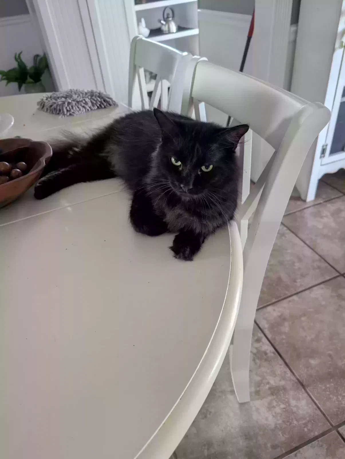 Tommy, Black, long hair Cat for adoption in Manchester, TN, 37355
