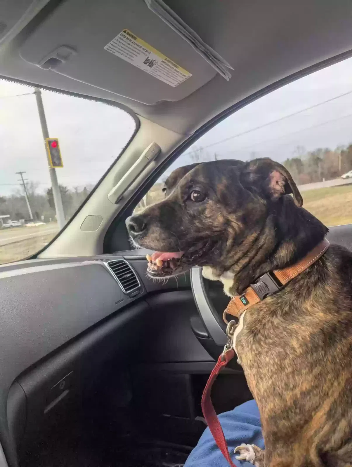 Cammo, Unknown Dog for adoption in Williamsburg, OH, 45176