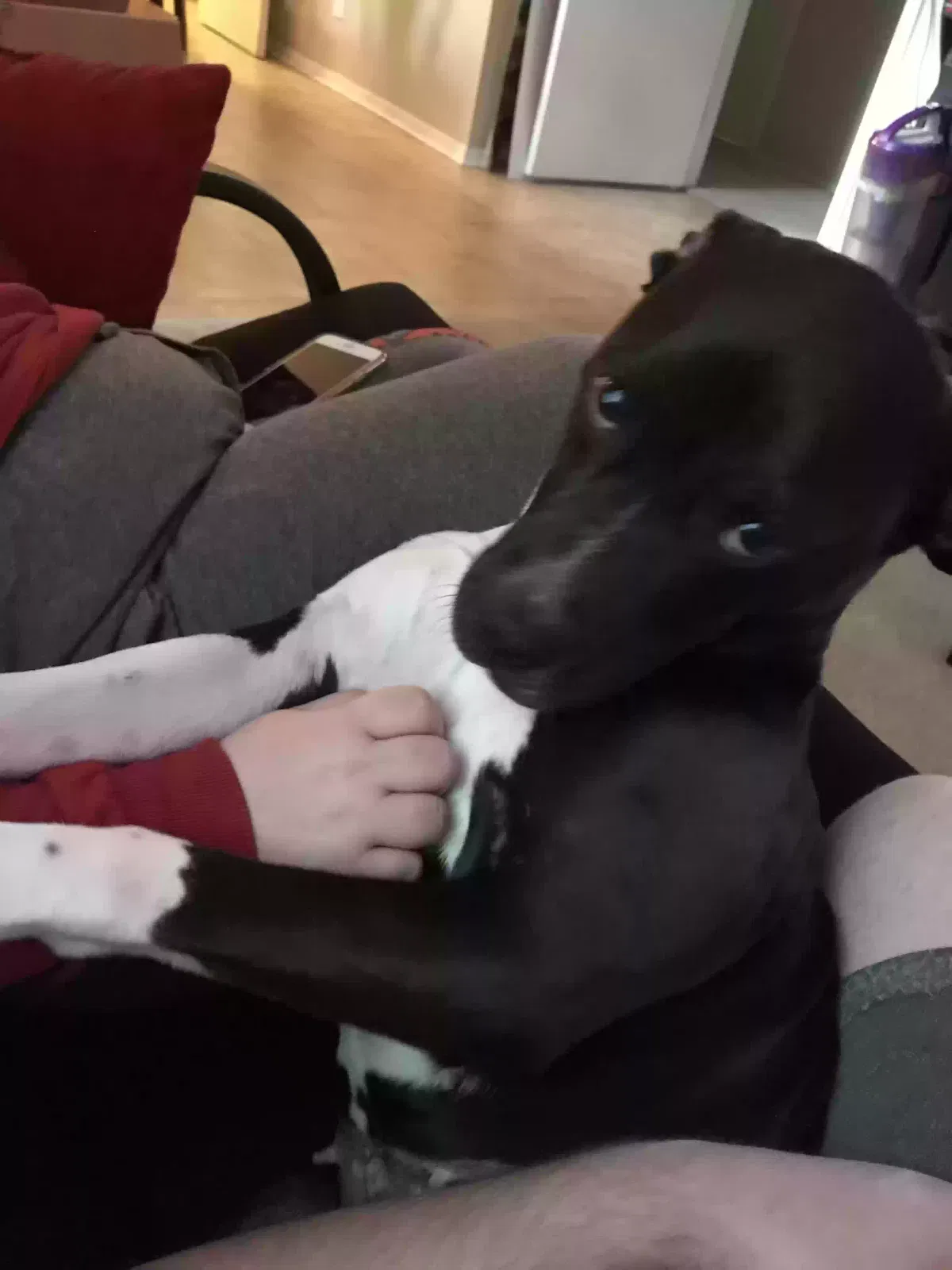 Dog, Unknown Dog for adoption in Danville, AL, 35619