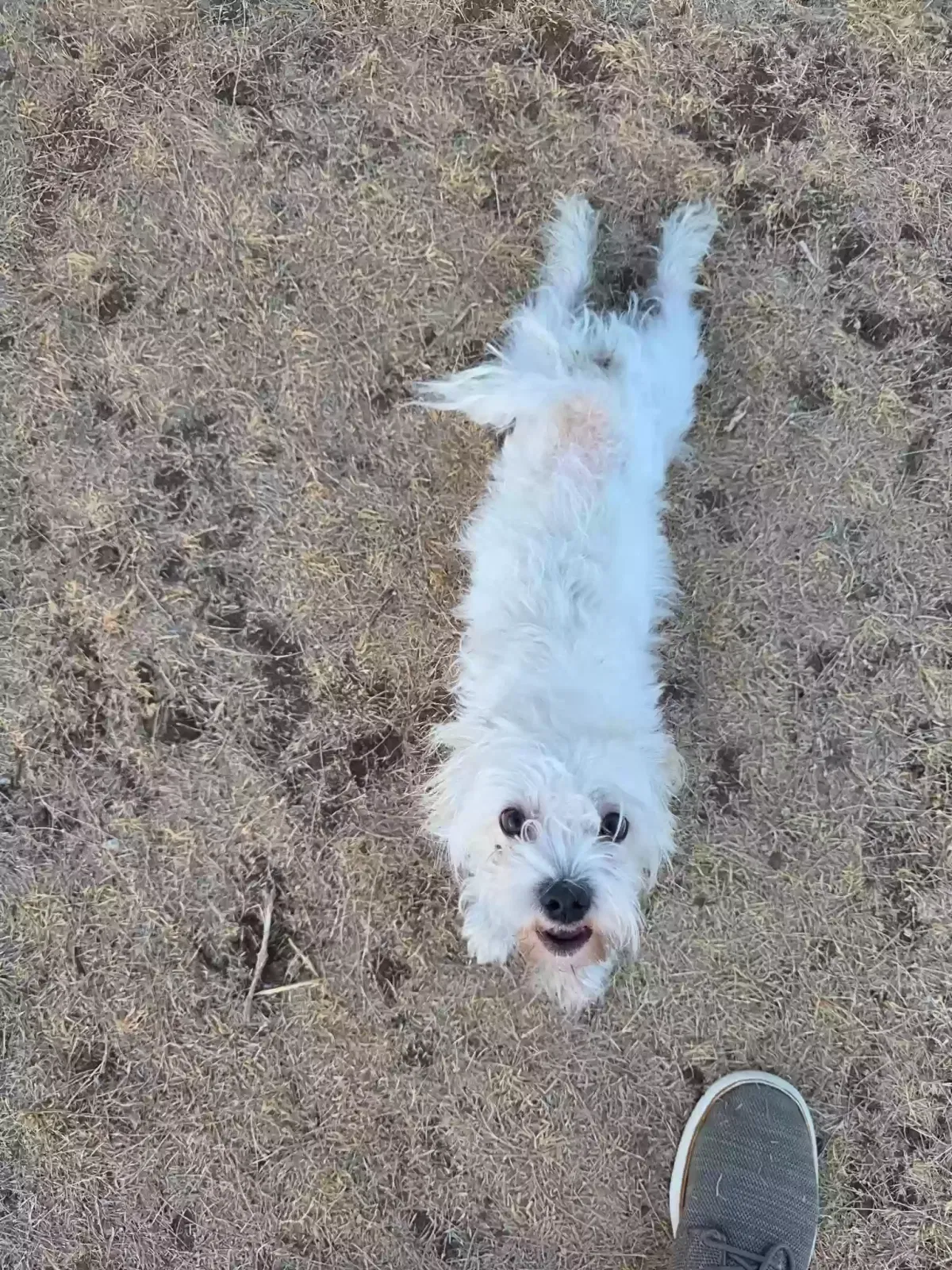 Snow, Malshipoo Dog for adoption in Oglesby, TX, 76561