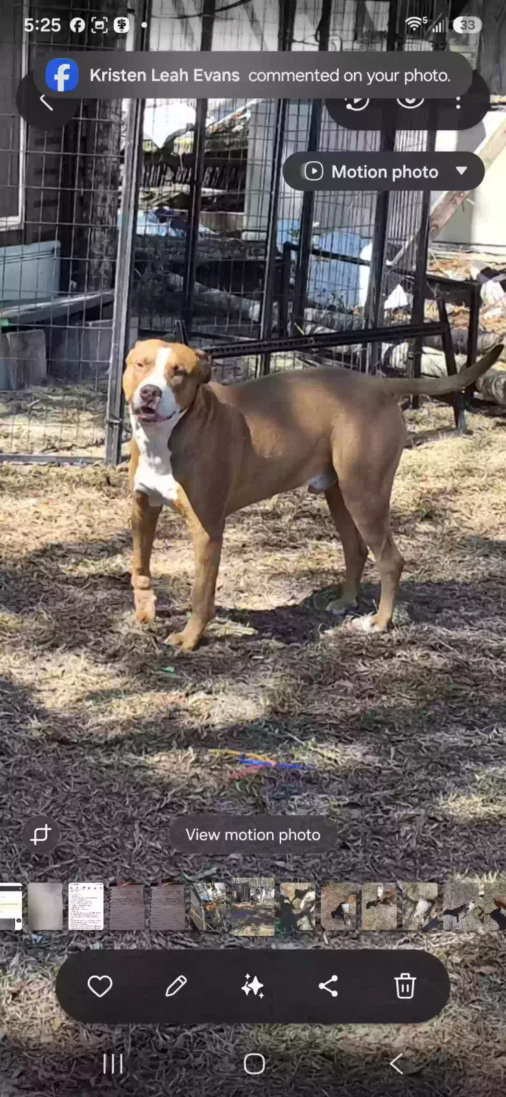 Dog, Unknown Dog for adoption in Sopchoppy, FL, 32358