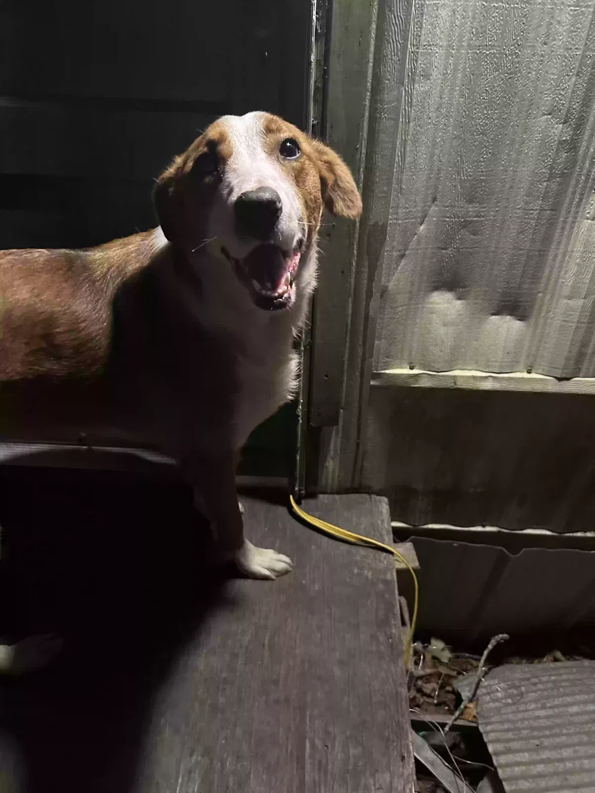 ???, Idk Dog for adoption in Hot Springs National Park, AR, 71901