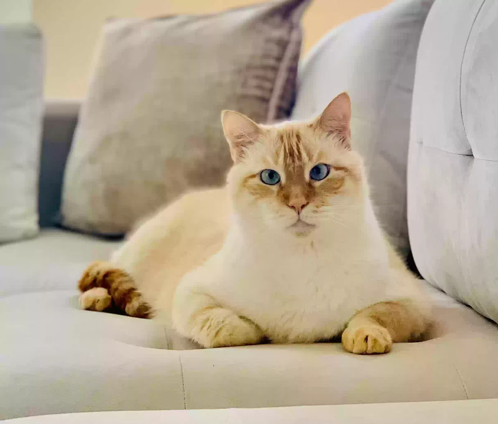 Puffy, Unknown Cat for adoption in Woodstock, GA, 30188