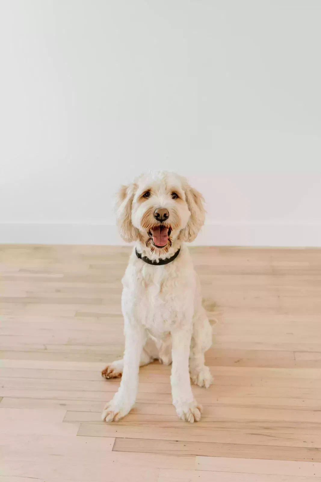 Liam, Swissdoodle Dog for adoption in Chagrin Falls, OH, 44023