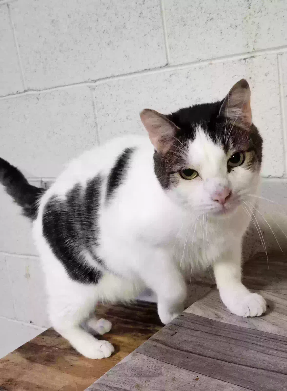 Charlie and Fatty, Unknown Cat for adoption in Buford, GA, 30518