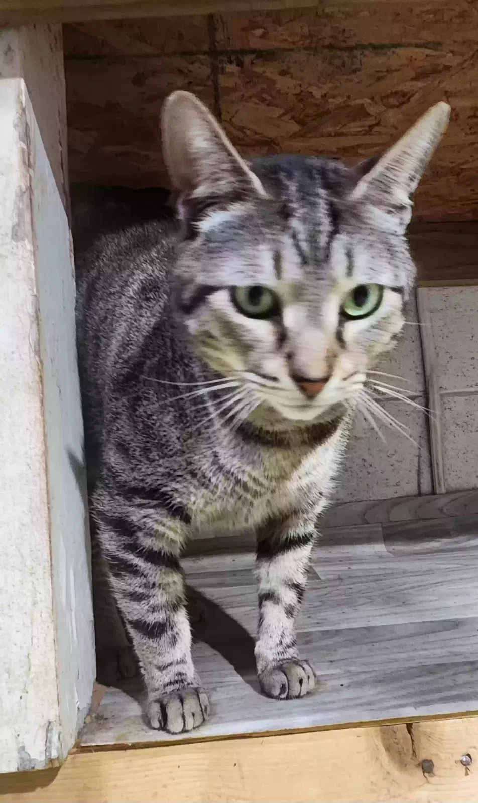 Silver, (DSH) Cat for adoption in Buford, GA, 30518