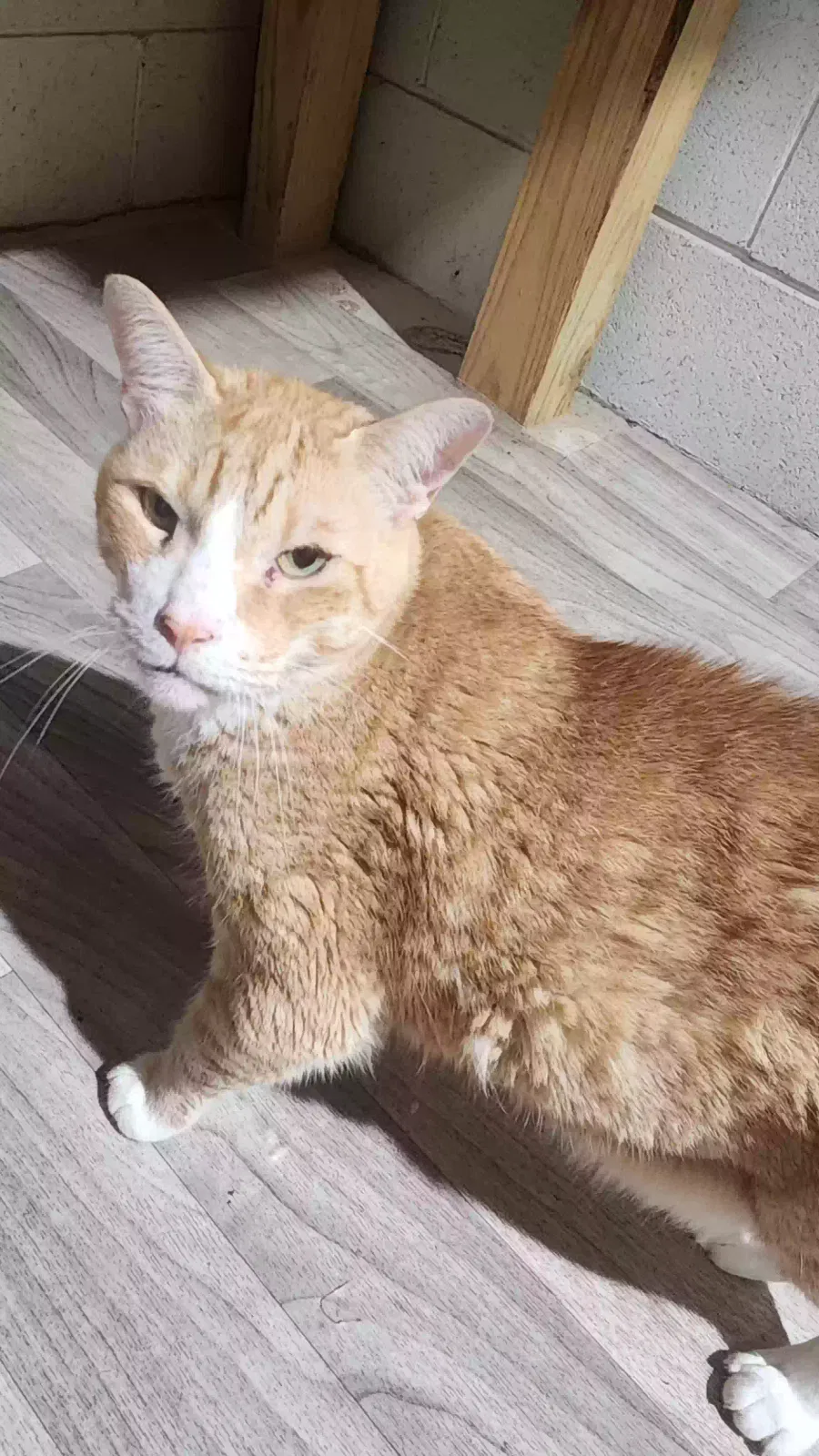 LUCKY, Domestic Shorthair (DSH) Cat for adoption in Buford, GA, 30518