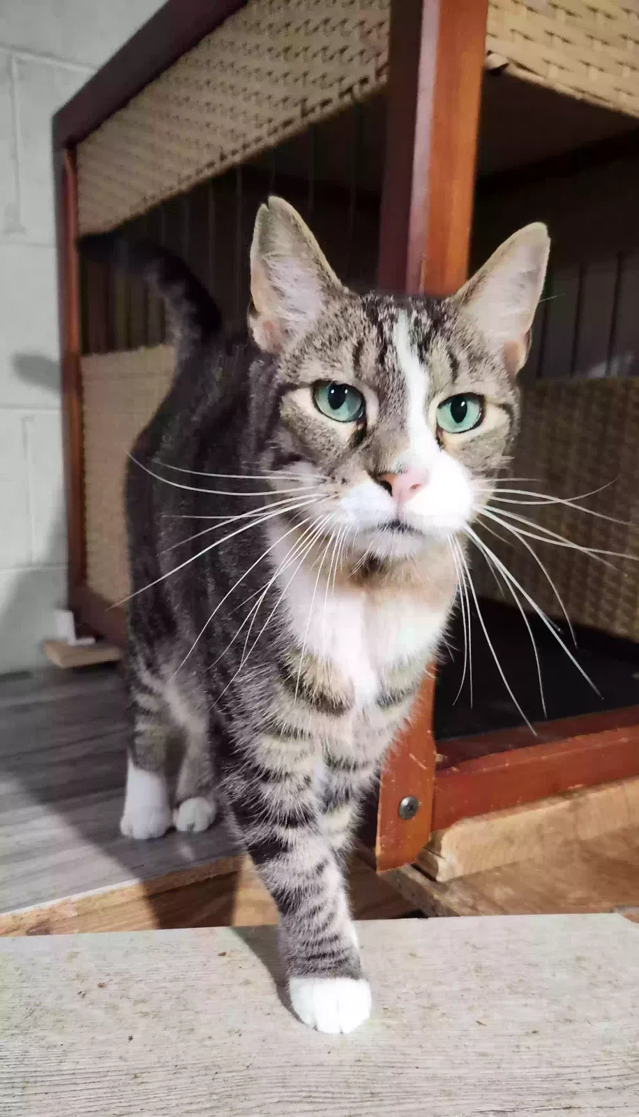 Sushi, Unknown Cat for adoption in Buford, GA, 30518