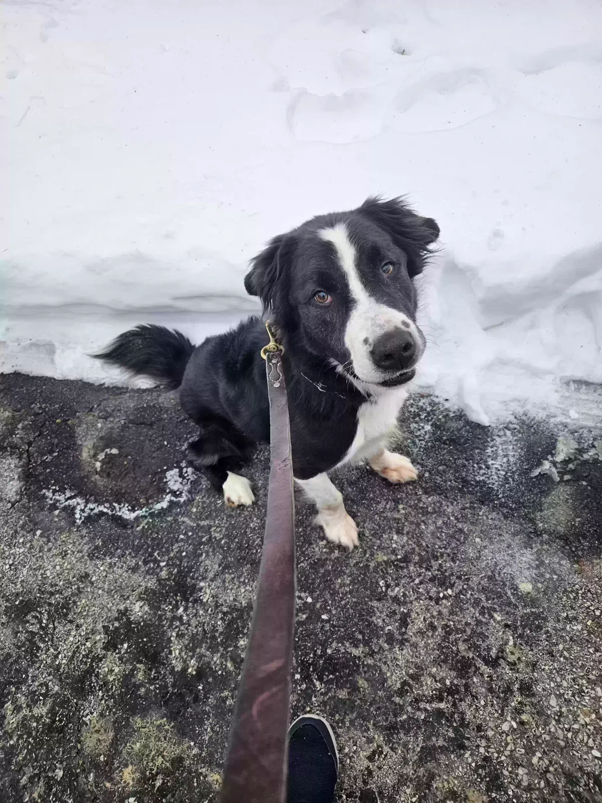 lambaugh, border collie mix Dog for adoption in Columbus, OH, 43221