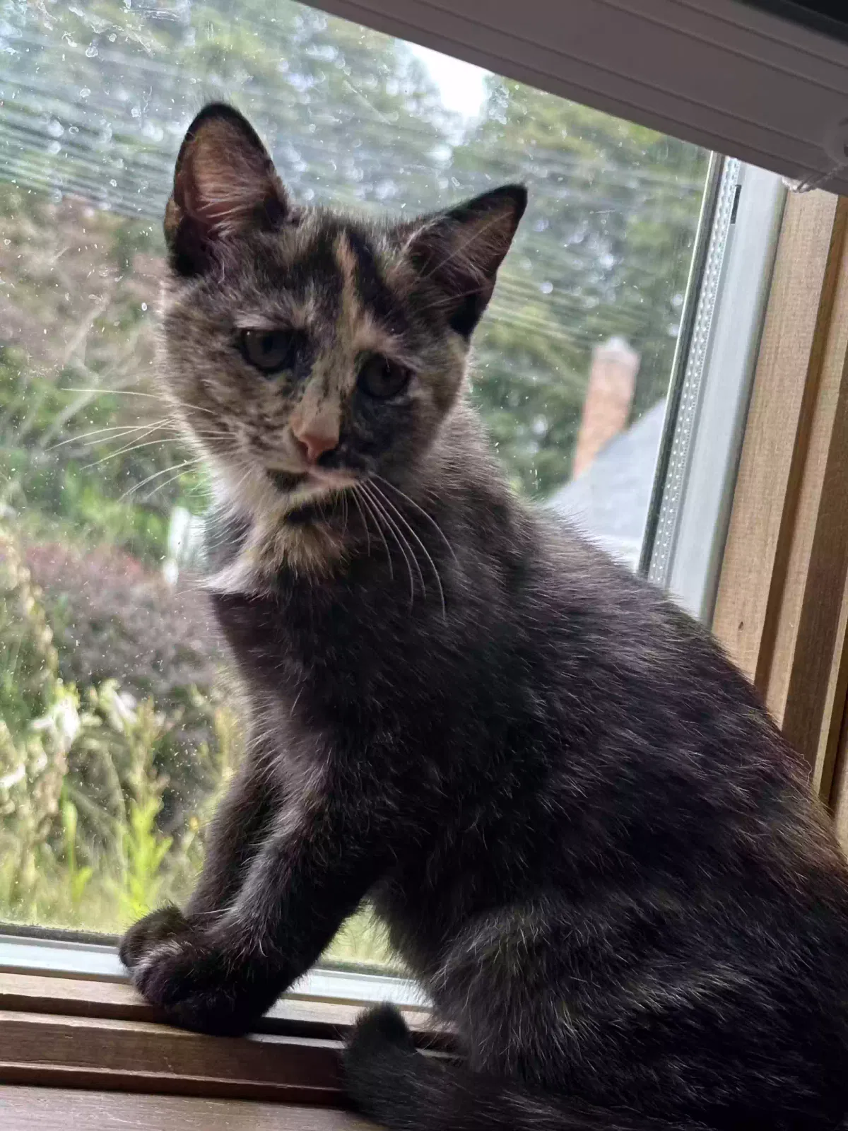 Cat, Calico Cat for adoption in Bristol, CT, 6010