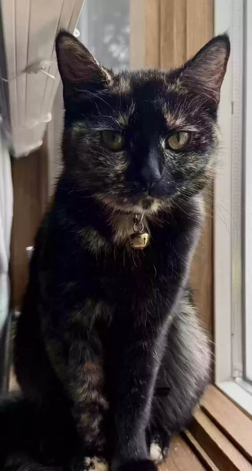 Cat, Calico Cat for adoption in Bristol, CT, 6010