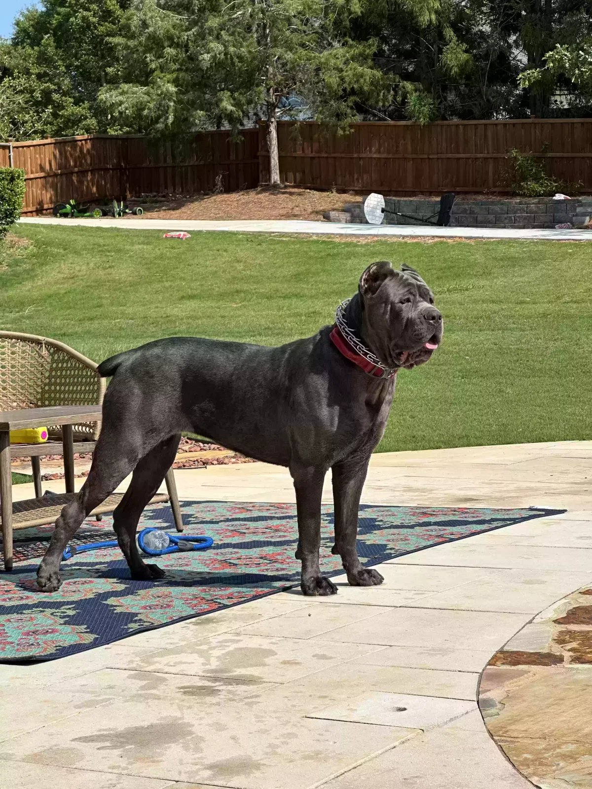 Dog, Cane corso Dog for adoption in Oxford, GA, 30054