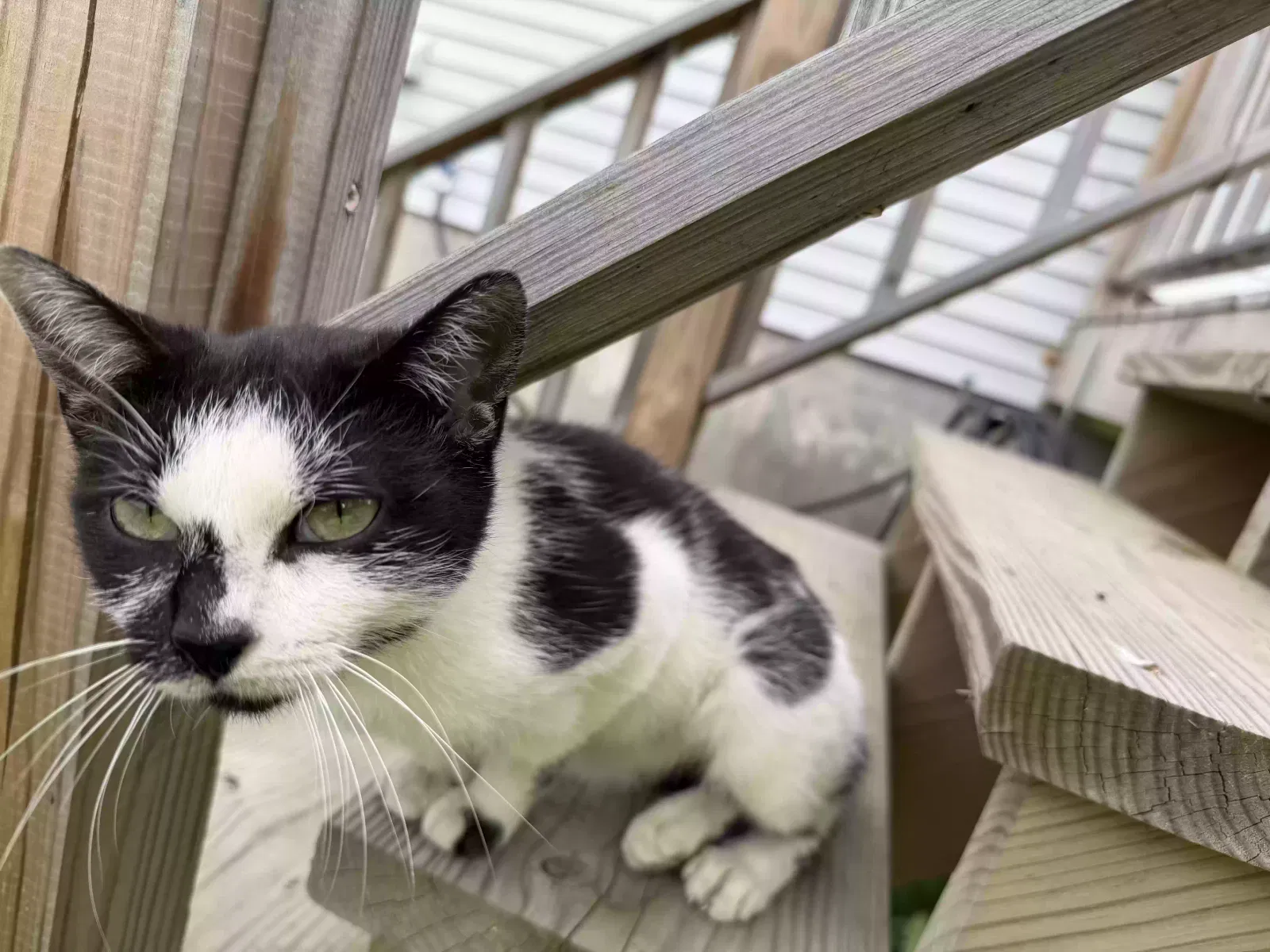 Cat, Unknown Cat for adoption in Fort Ann, NY, 12827