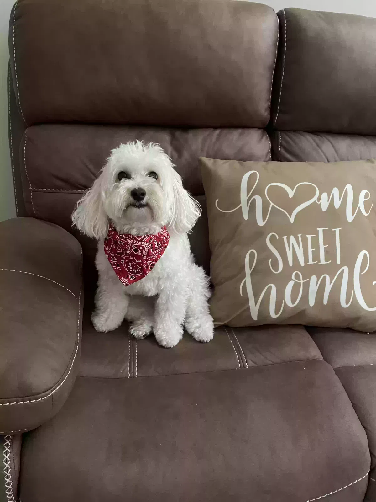 Dog, Unknown Dog for adoption in Mableton, GA, 30126