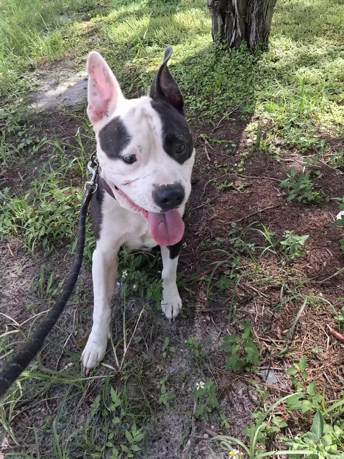 Dog, Blue nose pitt Dog for adoption in Hudson, FL, 34667