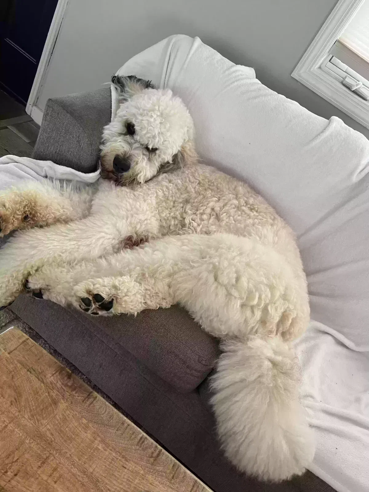 Bruno, Saint Berdoodle Dog for adoption in Nutley, NJ, 07071