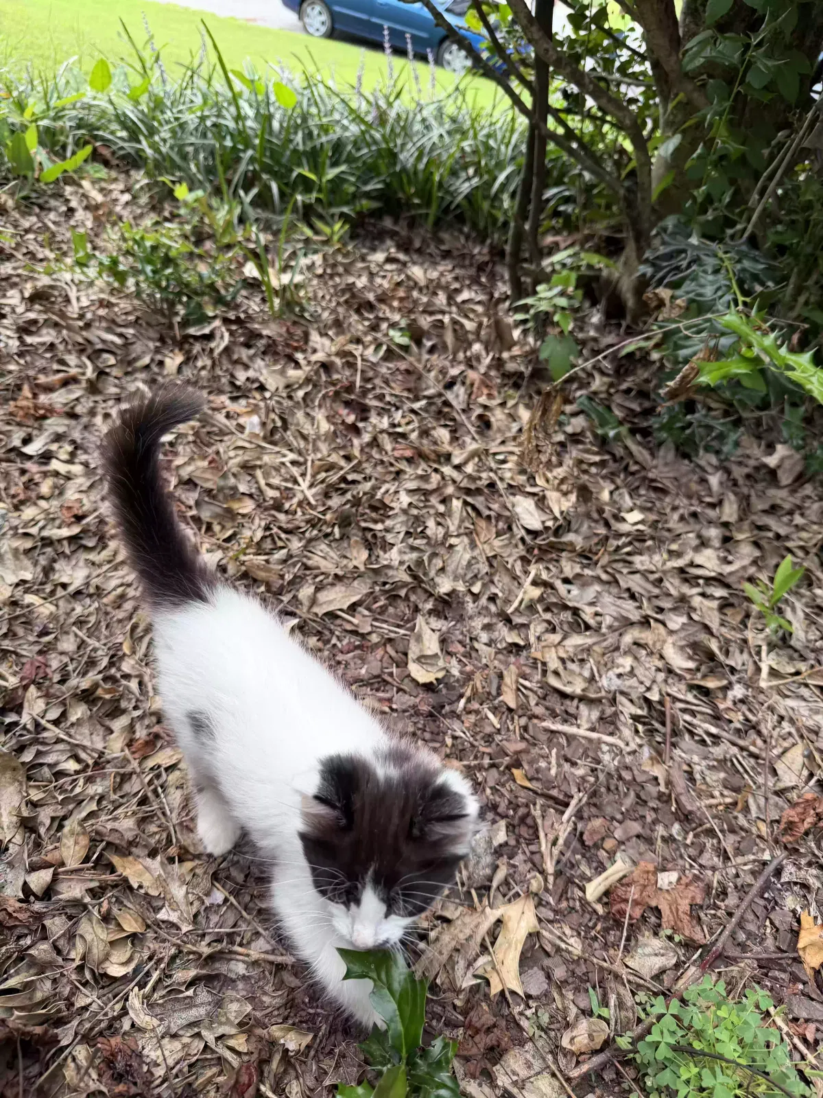 Oreo, Japanese Bobtail Cat for adoption in Lawrenceville, GA, 30043