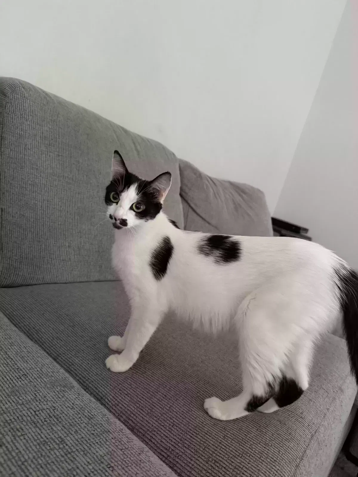 Jade, Japanese Bobtail Cat for adoption in Lawrenceville, GA, 30043