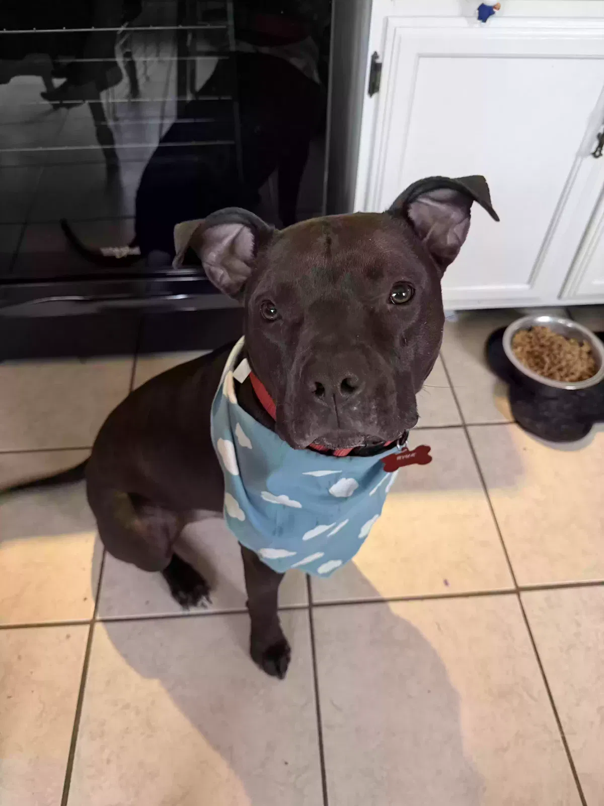 Dog, Unknown Dog for adoption in Hillsboro, MO, 63050