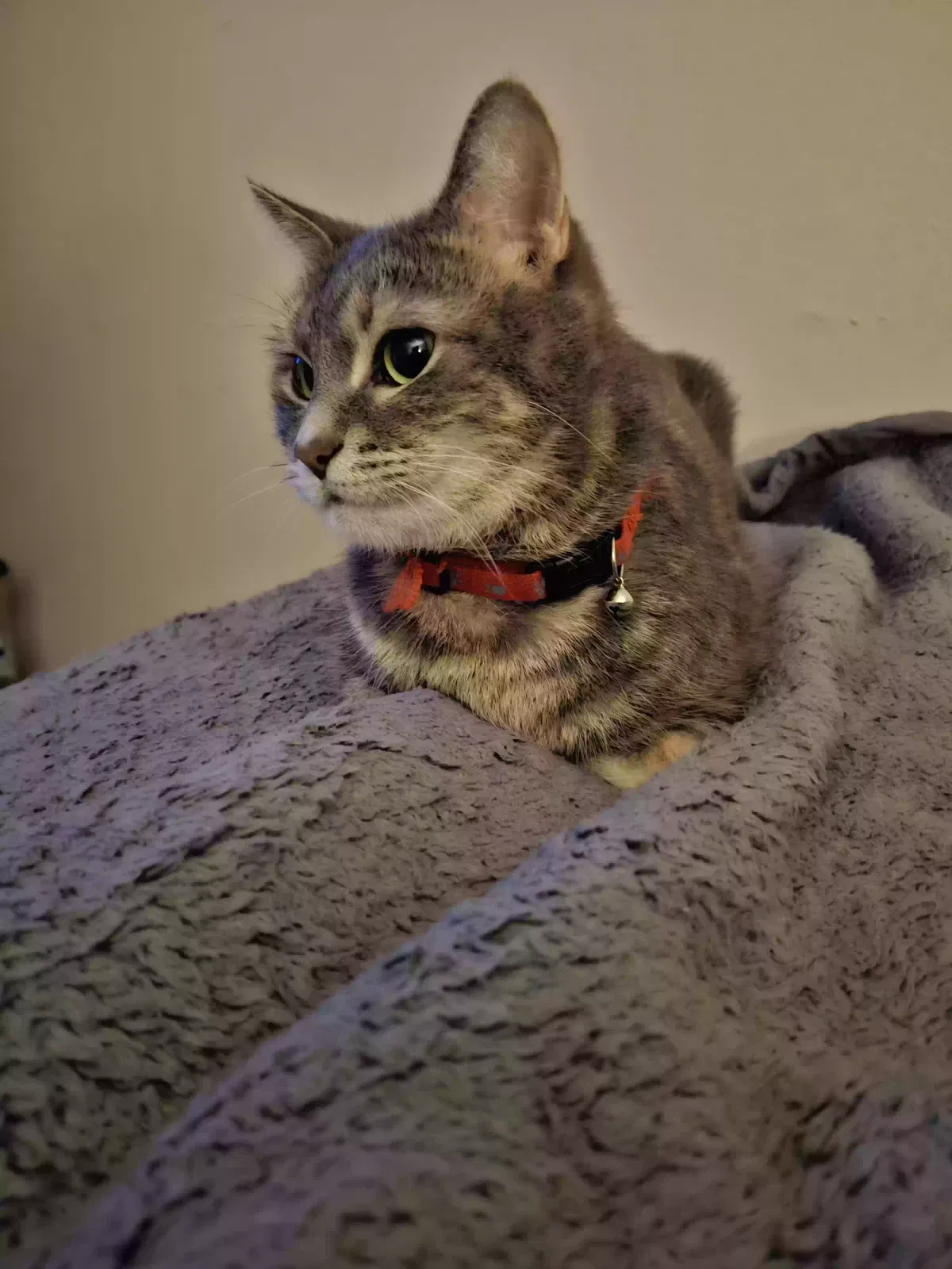 Cat, Unknown Cat for adoption in Atlanta, GA, 30349