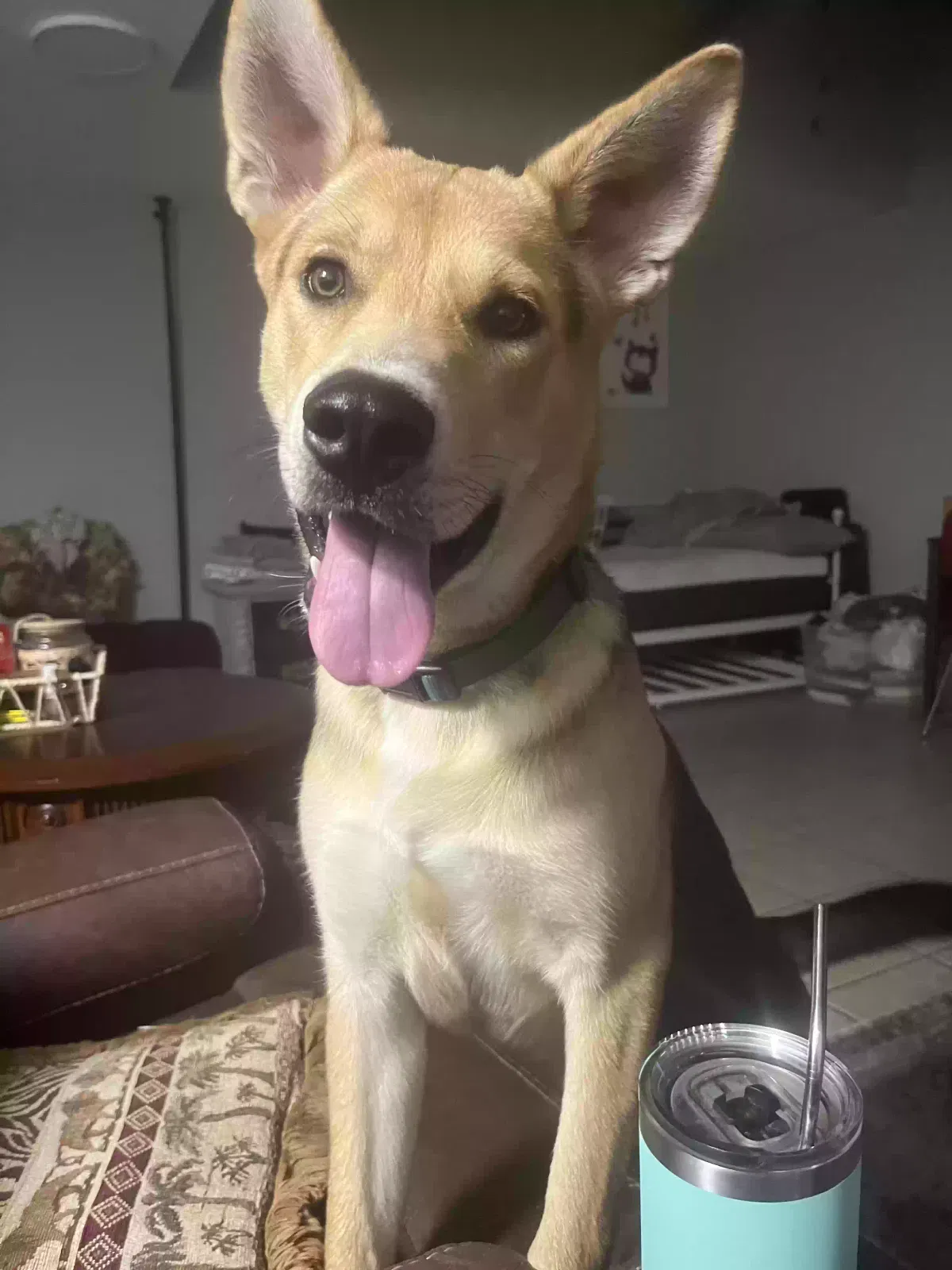 Bruce, Unknown Dog for adoption in Corpus Christi, TX, 78401