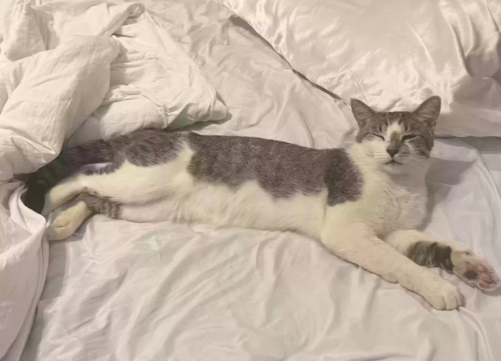 Cat, American Bobtail Cat for adoption in Lawrenceville, GA, 30043