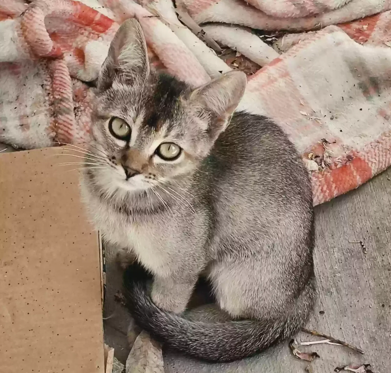 Lil Cougar, Unknown Cat for adoption in Adelanto, CA, 92301
