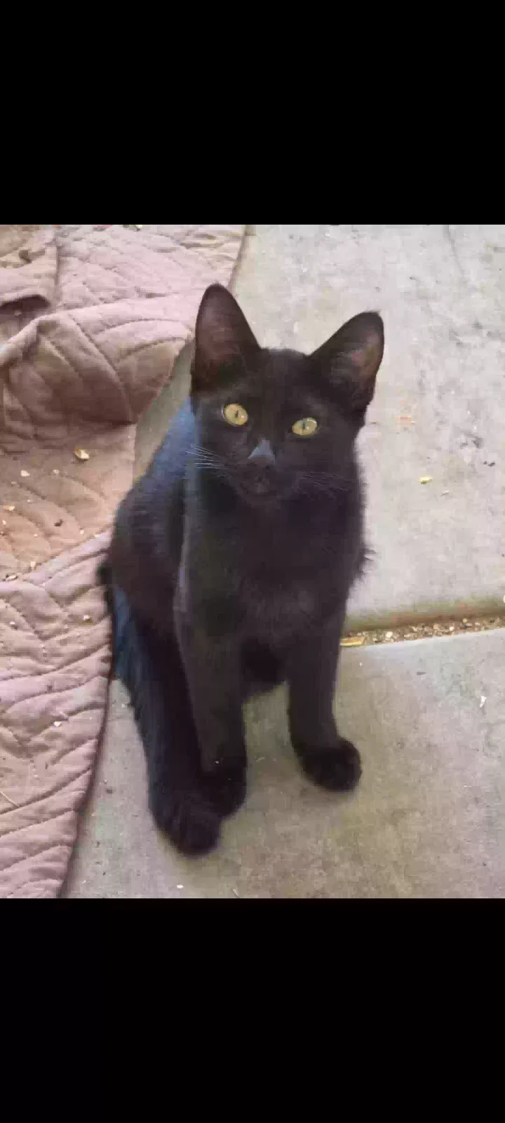 Inky, Unknown Cat for adoption in Adelanto, CA, 92301