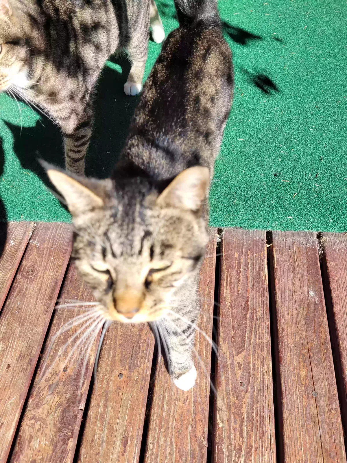 Kitty, Unknown Cat for adoption in Blaine, WA, 98230