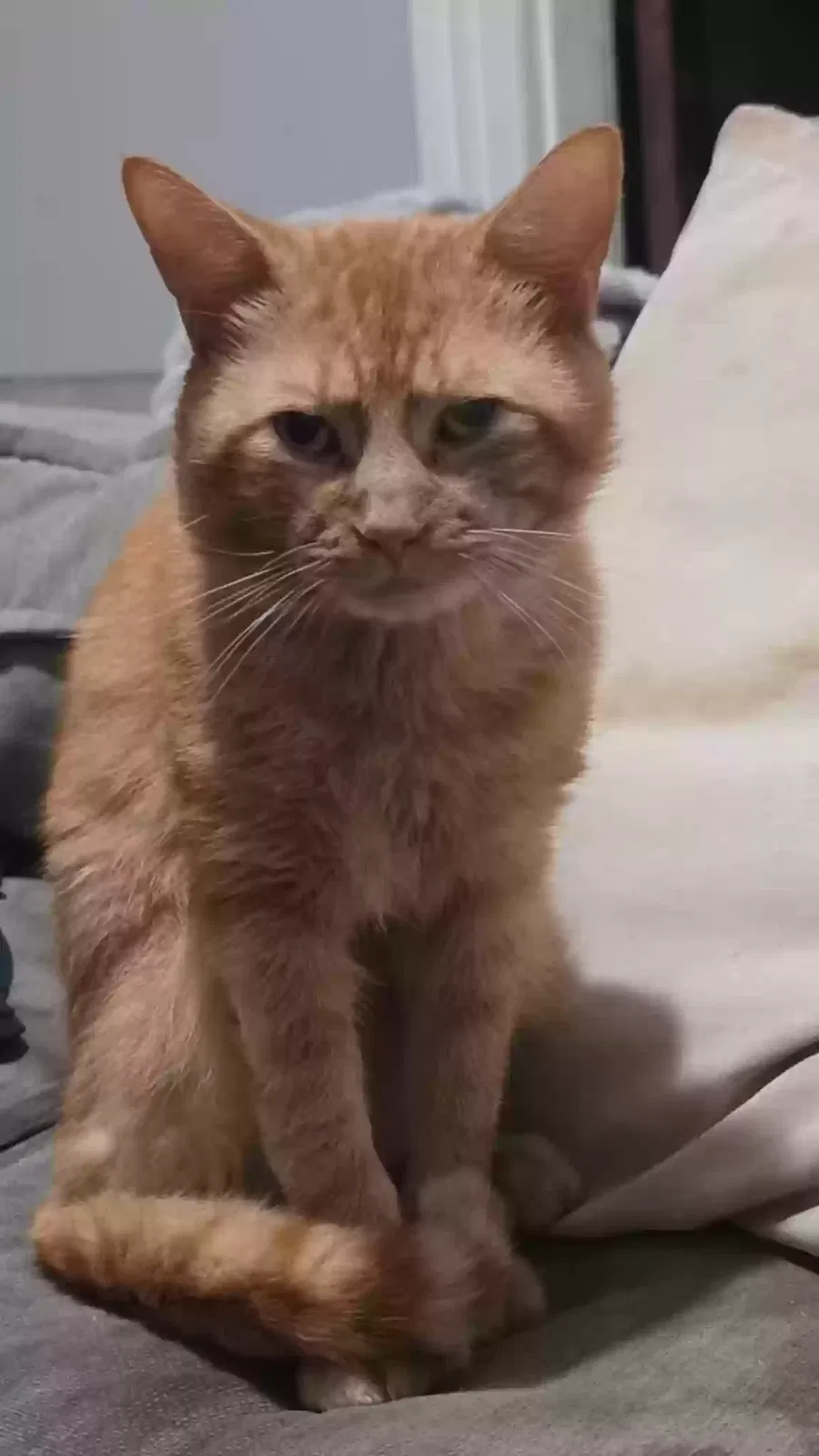 Cat, Unknown Cat for adoption in Waterbury, CT, 6708