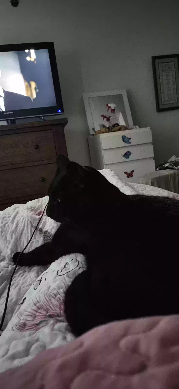 Cat, Unknown Cat for adoption in Saint Clair Shores, MI, 48080