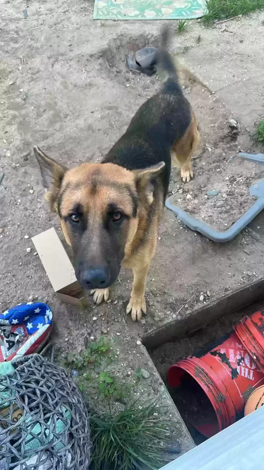 Amigo, German shepherd Dog for adoption in Brentwood, NY, 11717
