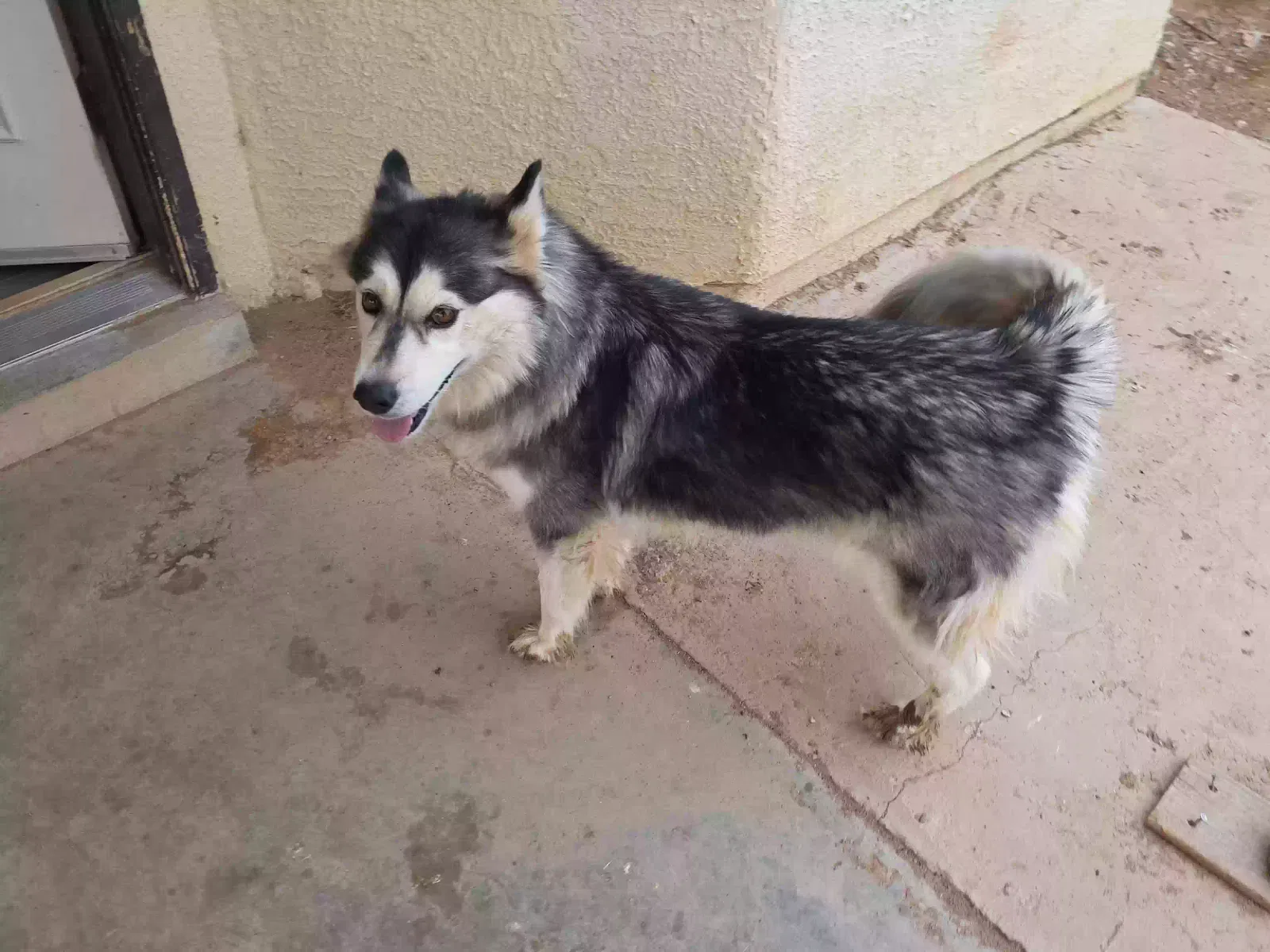 Dog, Husky Dog for adoption in El Paso, TX, 79934
