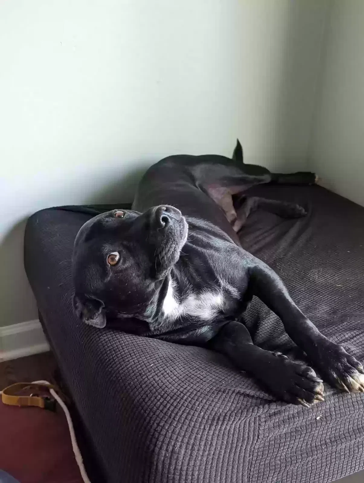 Dog, Unknown Dog for adoption in Shelby, NC, 28150