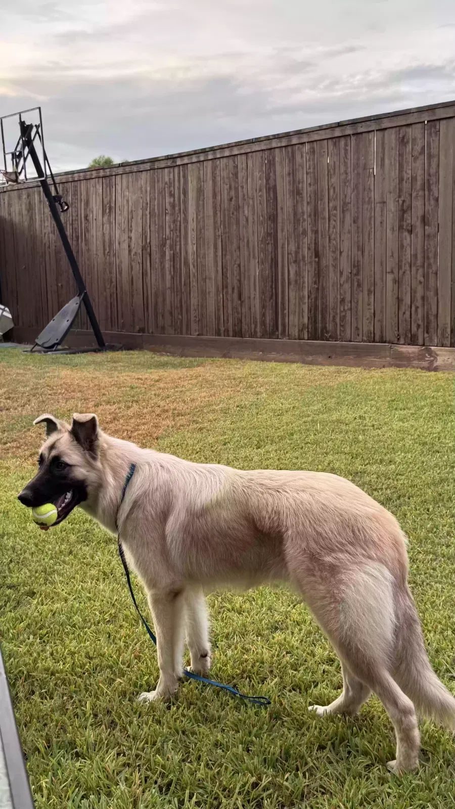 juno, german shepherd mix Dog for adoption in Spring, TX, 77379