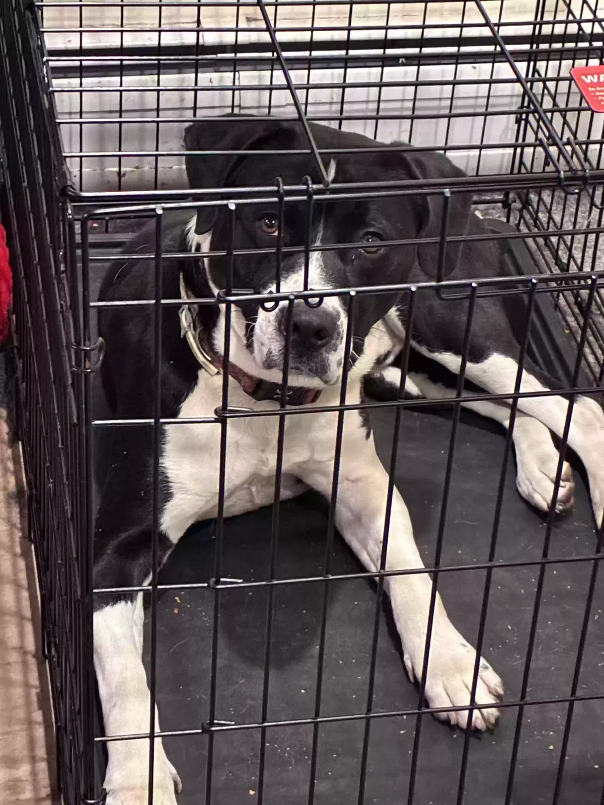Dog, Unknown Dog for adoption in East Providence, RI, 2914