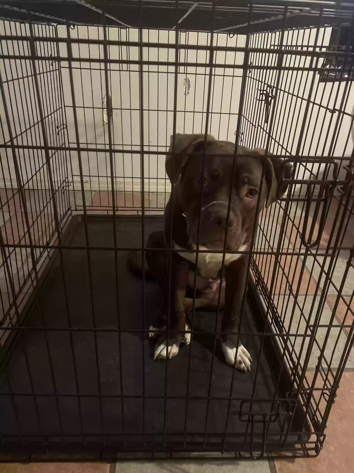 Bruno, Unknown Dog for adoption in Powder Springs, GA, 30127
