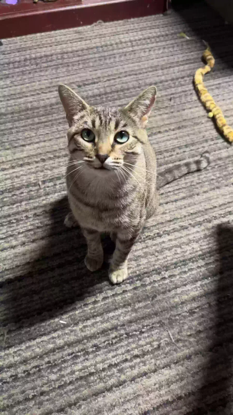 Cat, Unknown Cat for adoption in Valparaiso, IN, 46383