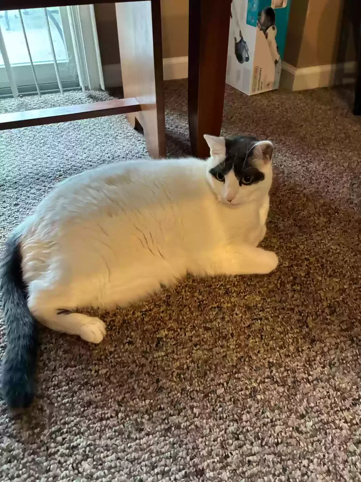 Fella, Unknown Cat for adoption in Maumee, OH, 43537